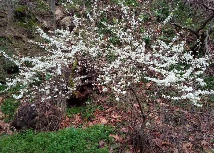 Kastro's View Kalivia (Thasos)
