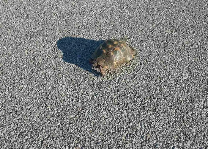 Daire Kastro's View *